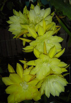 Epiphyllum Orchid Cactus 'Yesterdays Memories' 5 Seeds - Click Image to Close